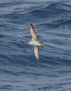 Yelkouan Shearwater