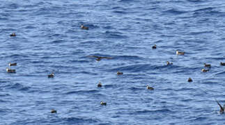 Yelkouan Shearwater