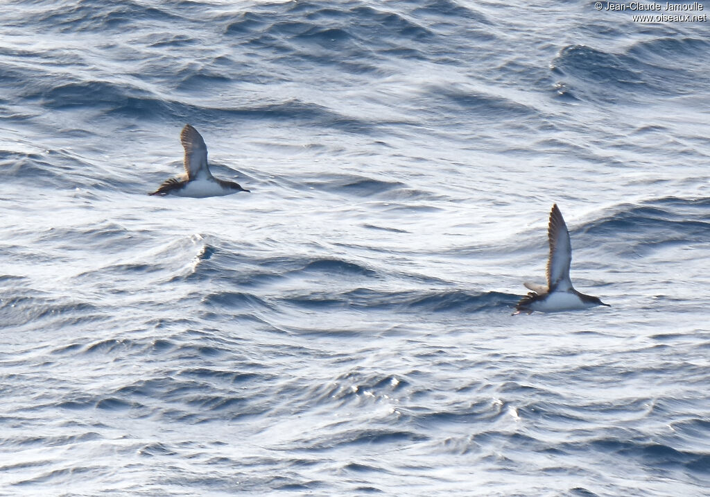 Yelkouan Shearwater