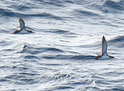 Yelkouan Shearwater