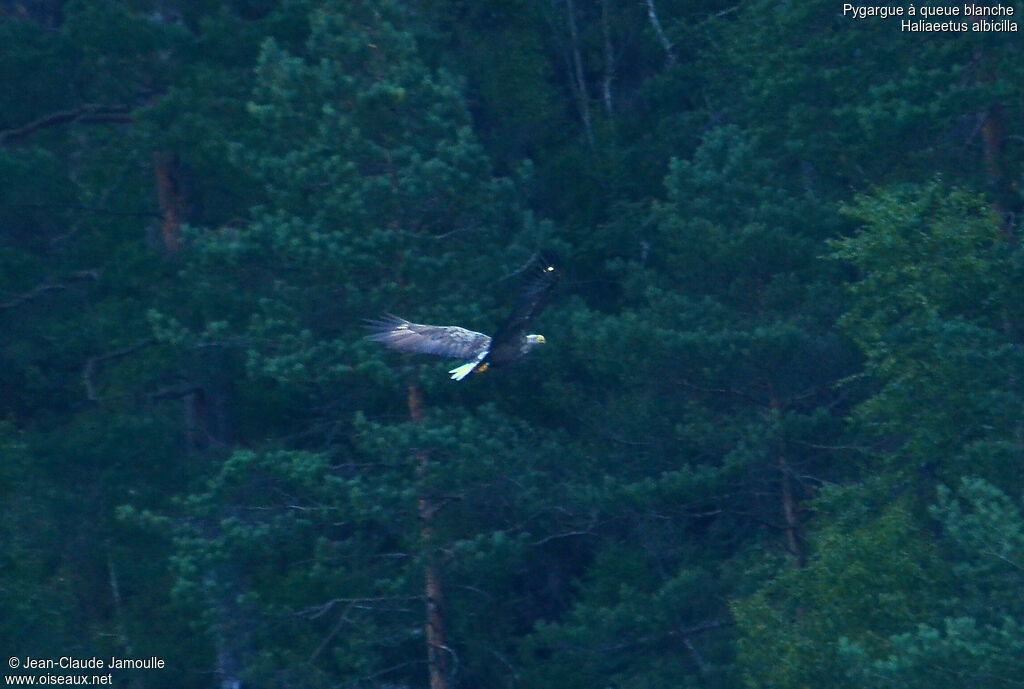 White-tailed Eagle, Flight