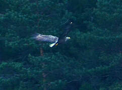 White-tailed Eagle