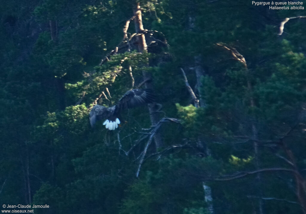 White-tailed Eagle