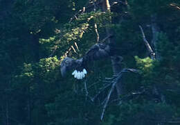 White-tailed Eagle