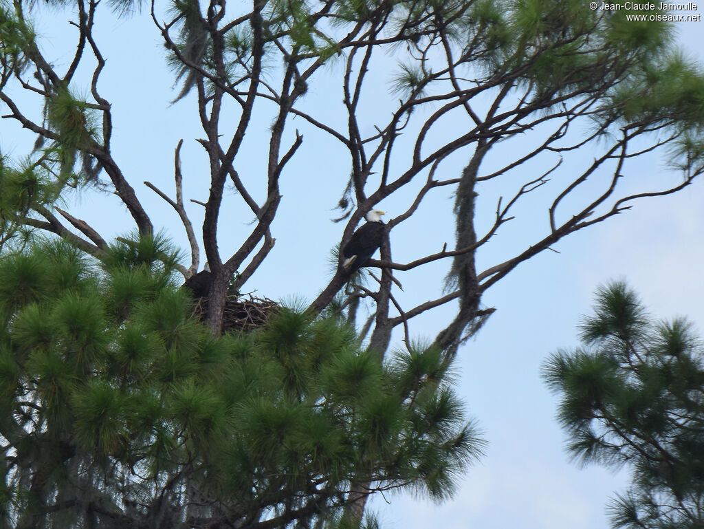 Bald Eagleadult, Reproduction-nesting