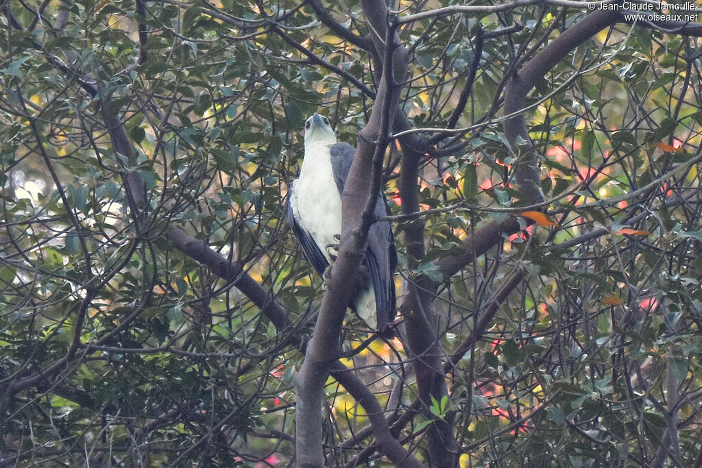 White-bellied Sea Eagle