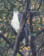 White-bellied Sea Eagle