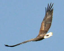 White-bellied Sea Eagle