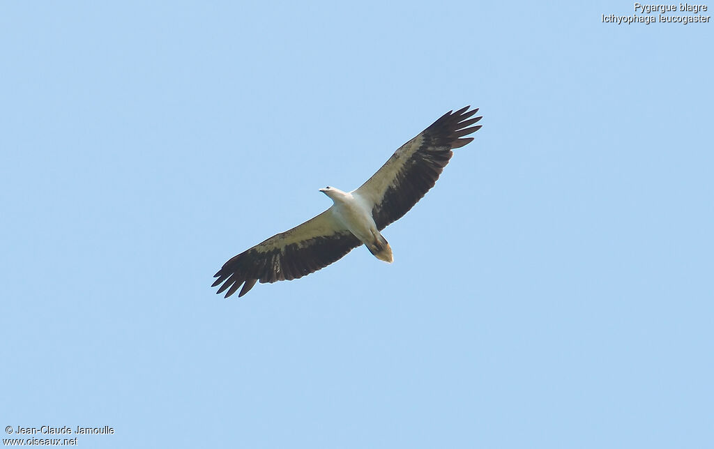 White-bellied Sea Eagleadult, Flight