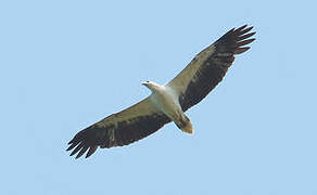 White-bellied Sea Eagle