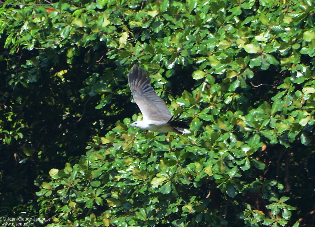 White-bellied Sea Eagle