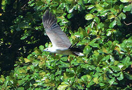 White-bellied Sea Eagle