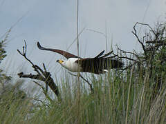 African Fish Eagle