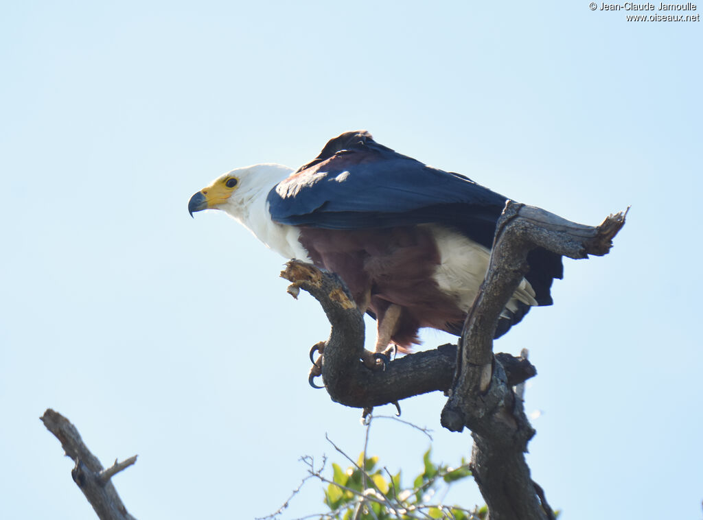 African Fish Eagle