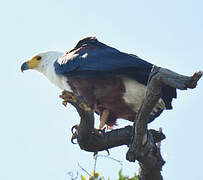 African Fish Eagle