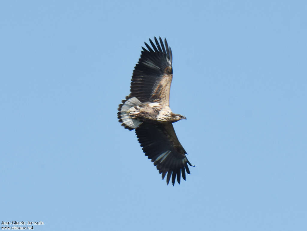 African Fish EagleSecond year, Flight