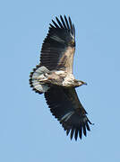 African Fish Eagle