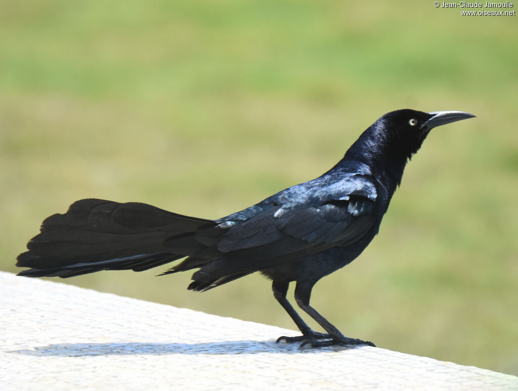 Great-tailed Grackle