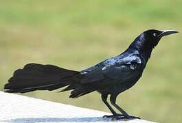 Great-tailed Grackle