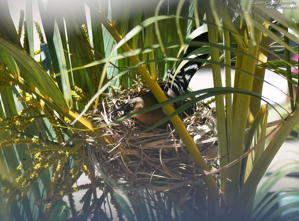 Quiscale à longue queue