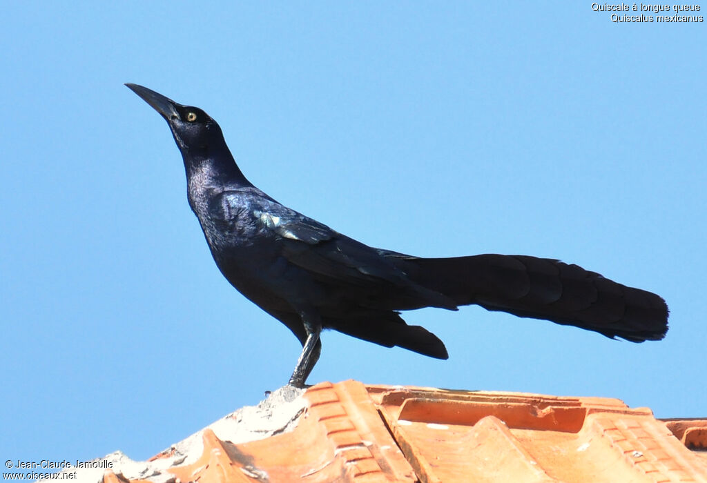 Great-tailed Grackle male adult