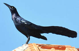 Great-tailed Grackle