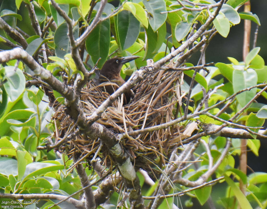 Great-tailed Grackle female adult, Reproduction-nesting