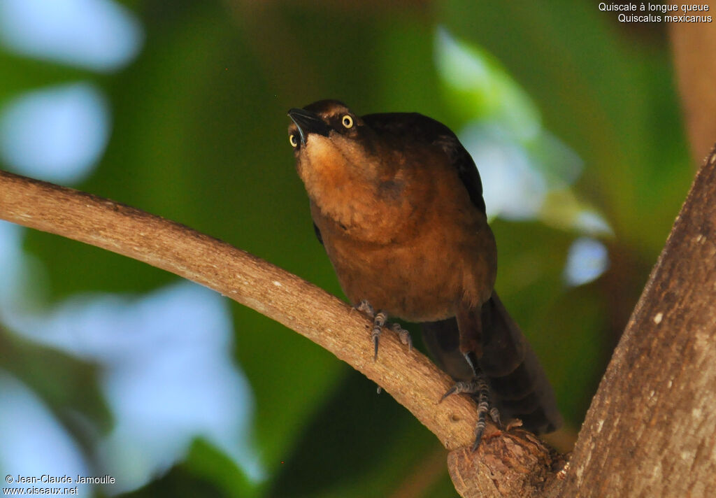 Great-tailed Grackle female