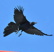 Great-tailed Grackle