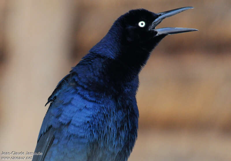 Great-tailed Grackle male adult, close-up portrait