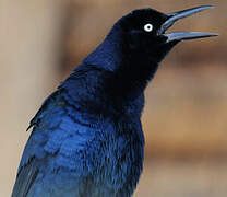 Great-tailed Grackle