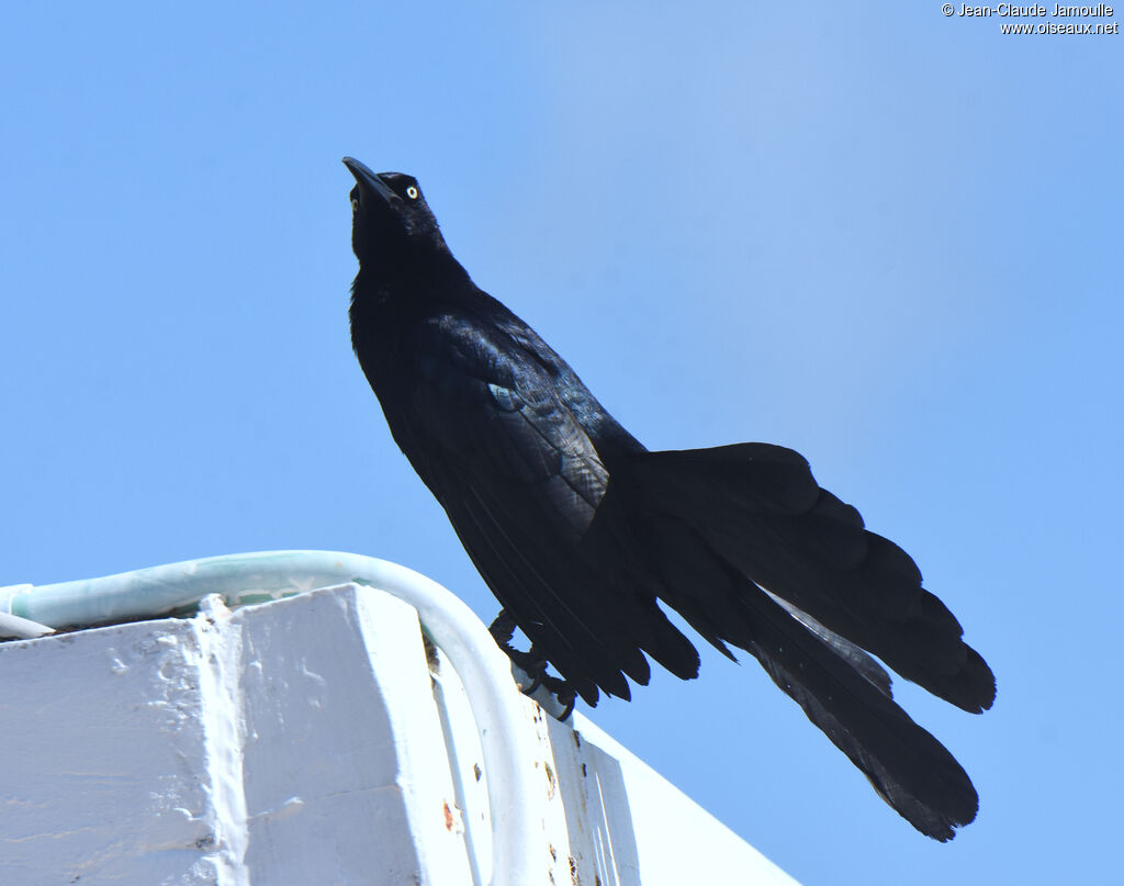 Great-tailed Grackle