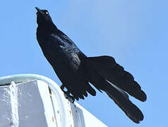 Great-tailed Grackle