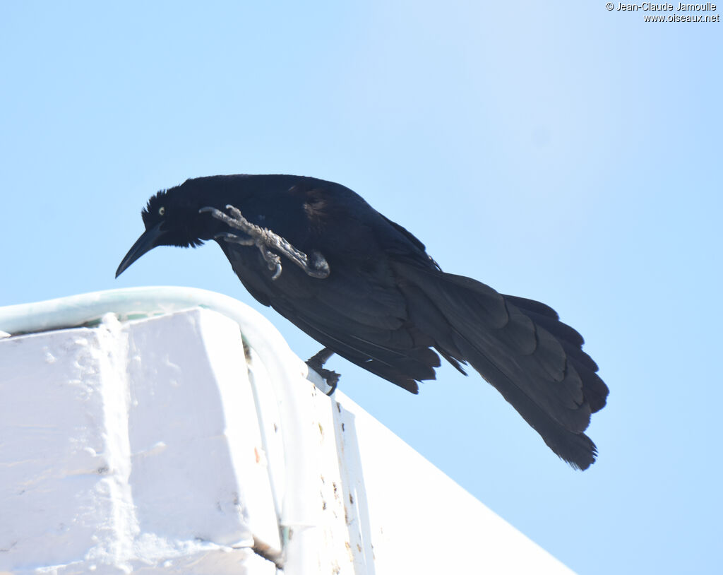 Great-tailed Grackle