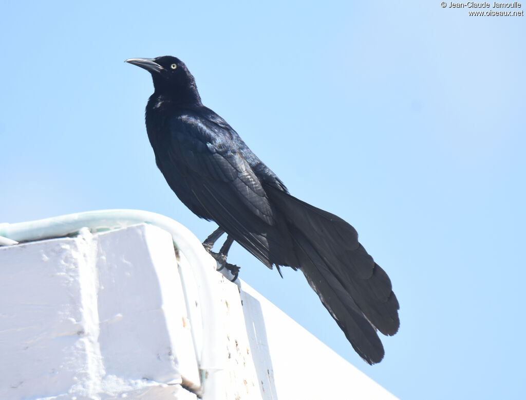 Great-tailed Grackle