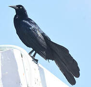 Great-tailed Grackle