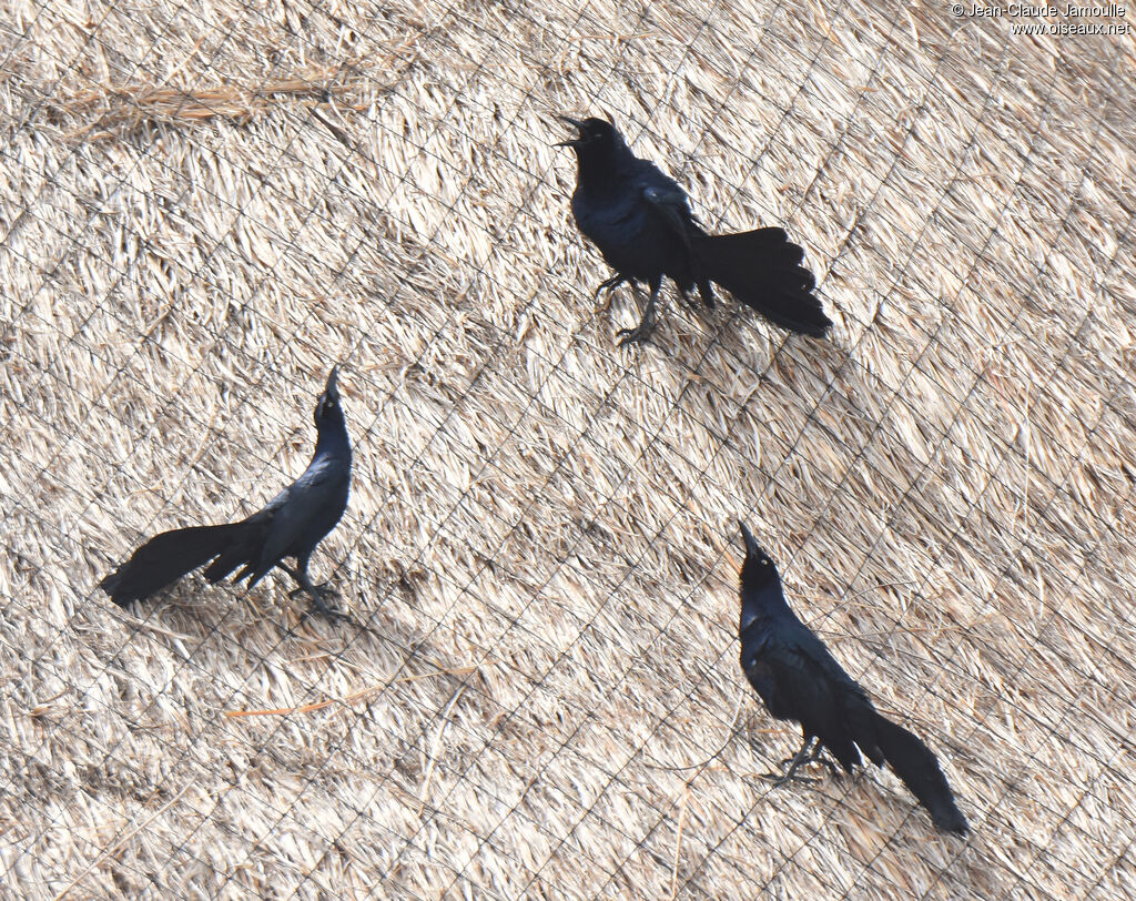 Great-tailed Grackle