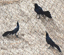 Great-tailed Grackle