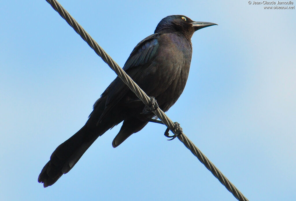 Common Grackle