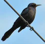 Common Grackle