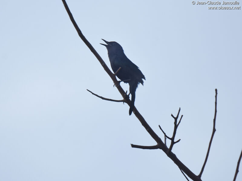 Melodious Blackbird, song