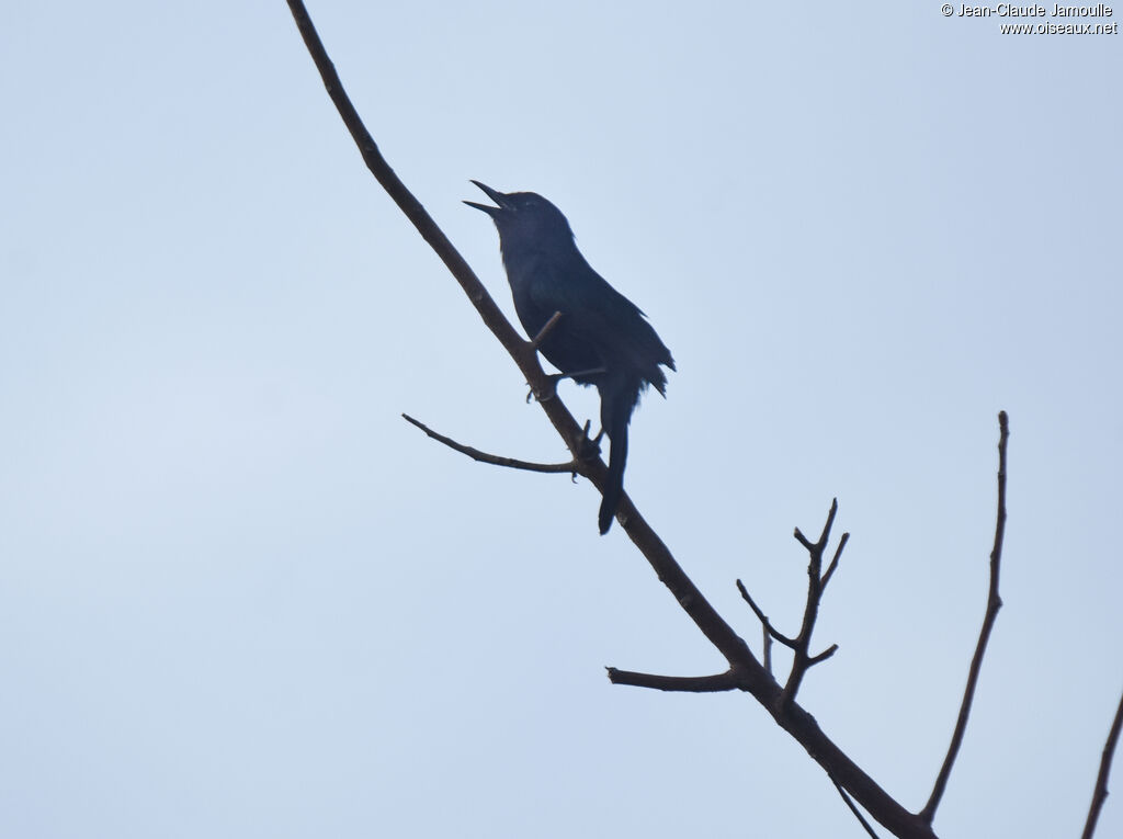 Melodious Blackbird, song