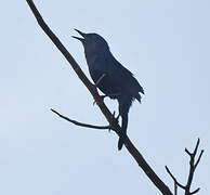 Melodious Blackbird