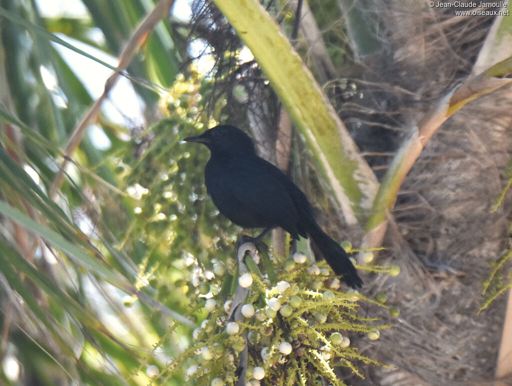 Melodious Blackbird