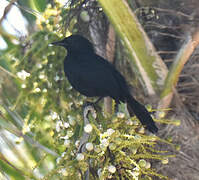 Melodious Blackbird