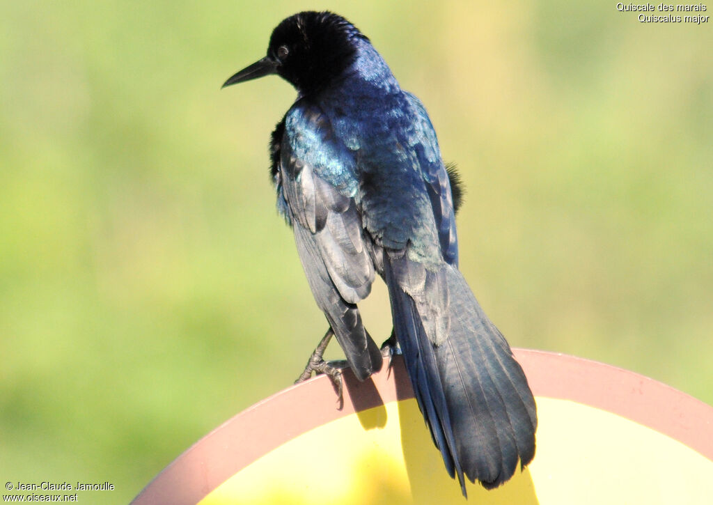 Boat-tailed Grackle male adult