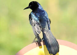 Boat-tailed Grackle