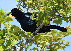 Boat-tailed Grackle