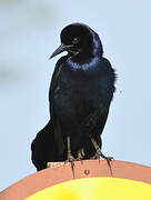 Boat-tailed Grackle