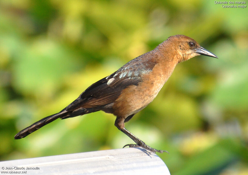 Boat-tailed Grackle female